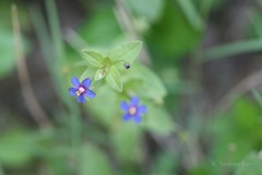 Anagallis arvensis
